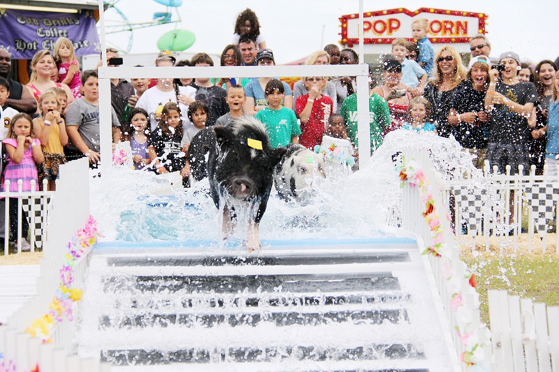 Swimming was added to the pig races at this yearÃ¢â‚¬â„¢s event.