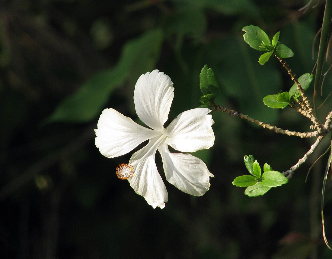 The initiative is a follow-up to sidewalks projects already completed in the area, according to Deputy County Administrator Sally Sherman.