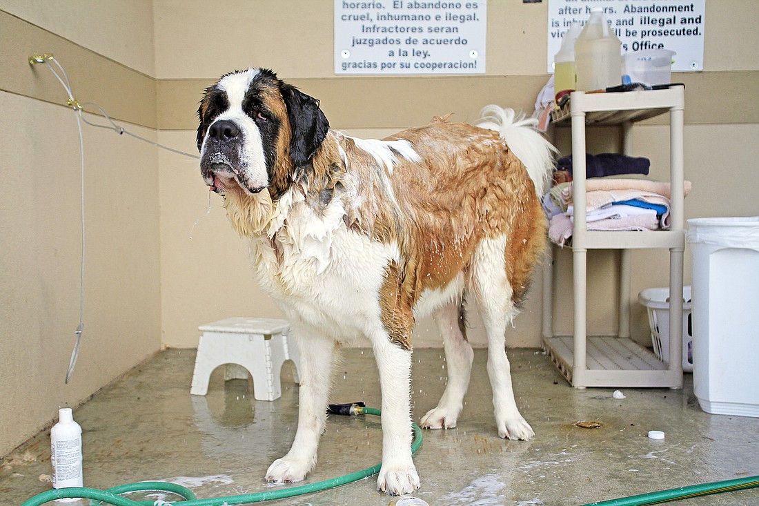 Tom BrennanÃ¢â‚¬â„¢s St. Bernard, Wisdom, drips off after his wash.