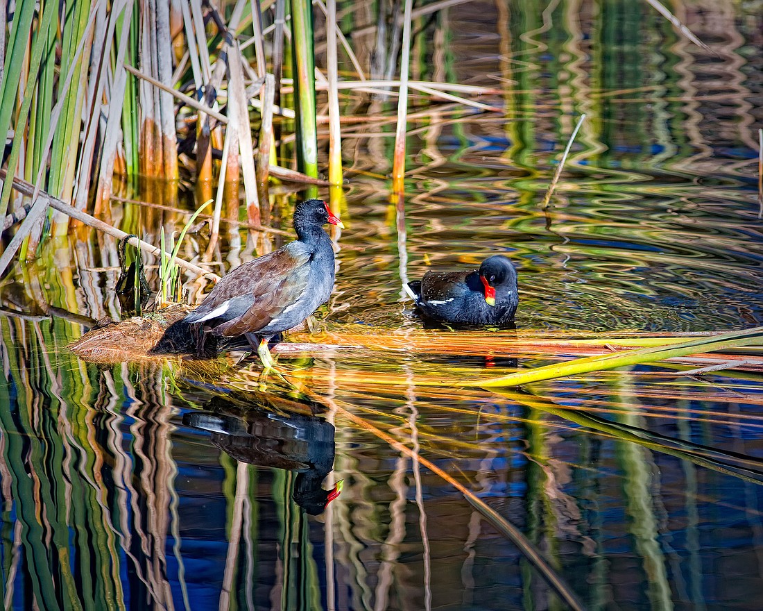 This picture of moorhens was taken at Wadsworth Park.
