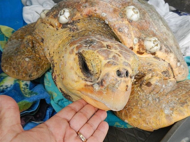 The loggerhead 65-pounds and estimated to be 10-15-years-old.