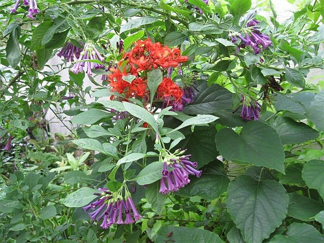 The scarlet-colored flowers of the glory bower and the purple ones of Iochroma (purple tube flower) are visited regularly by hummingbirds.