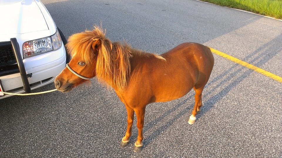 The mini-horse was located around 7 a.m., off State Road 100, in West Flagler County. Courtesy photos from the Flagler County Sheriff's Office