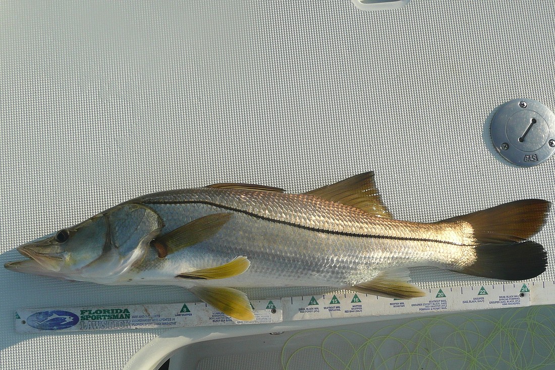 A 26-inch snook caught last week in the Tomoka Basin, using a 17MR Mirrolure.