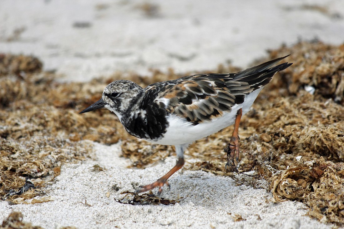Frank Quinn took this picture of a ruddy turnstone with fishing line on its foot, at Sebastian Inlet.