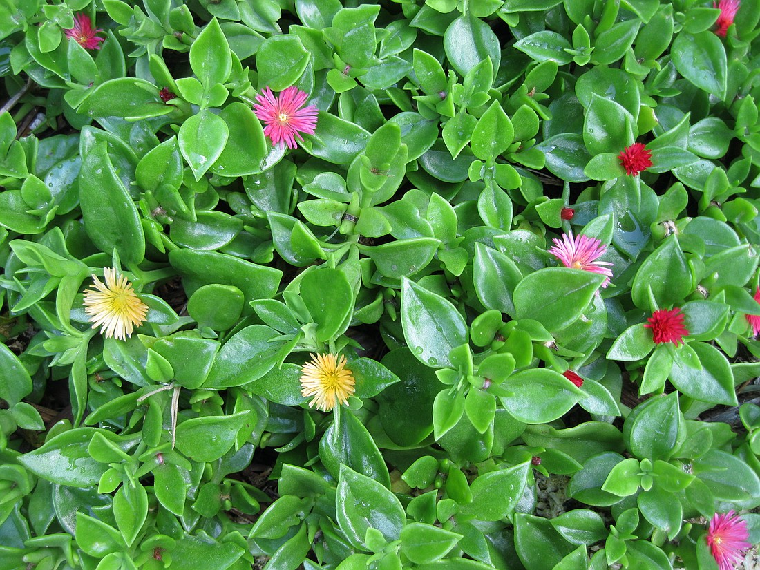 The succulent glossy leaves of baby sunrose provide the perfect backdrop for the small yellow or red flowers.