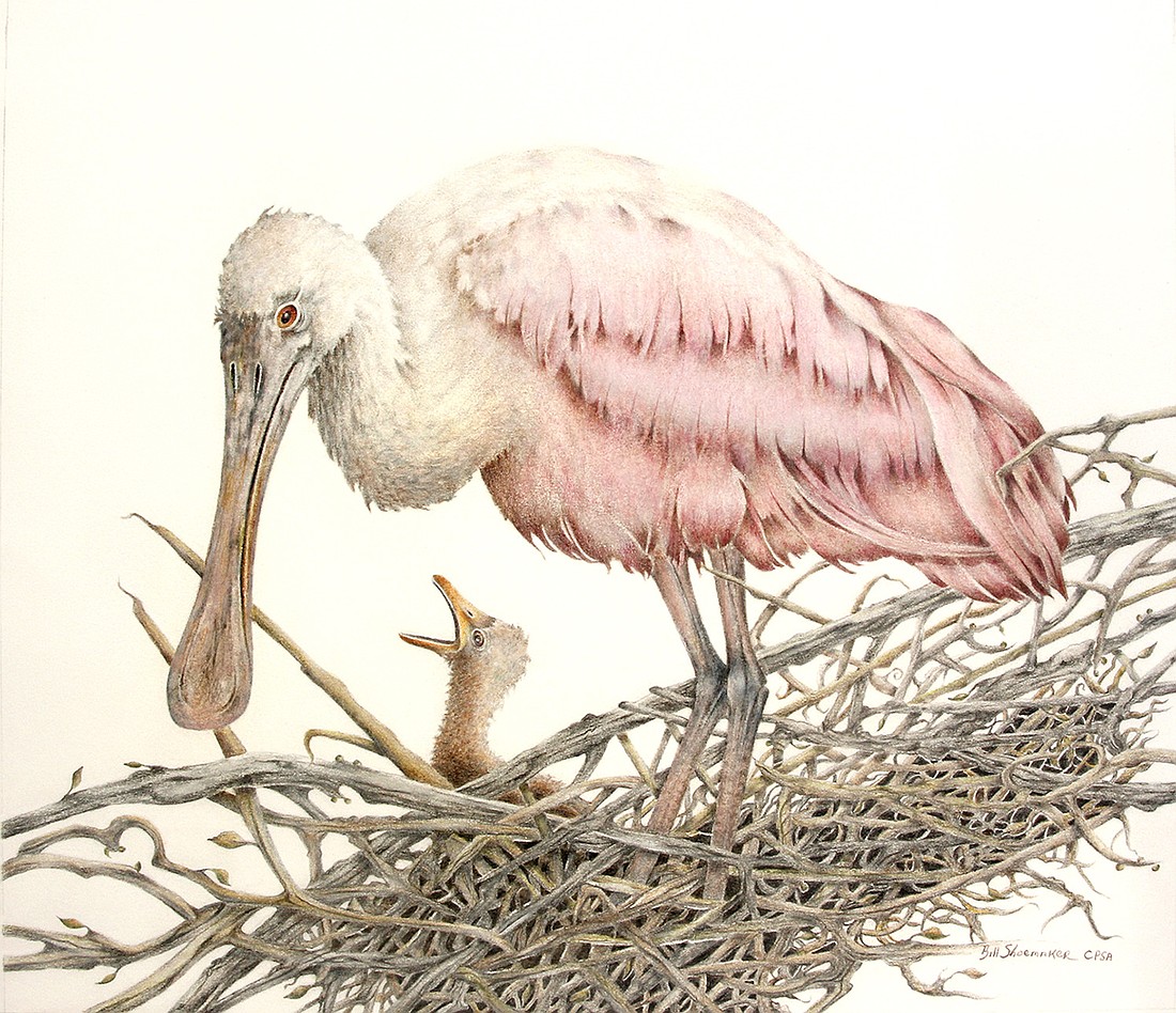 Bill Shoemaker will be showing this colored pencil drawing of a spoonbill.