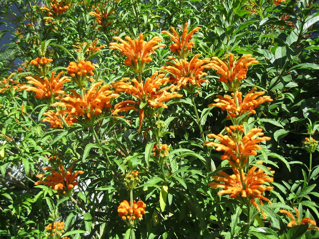 Lion's ear likes full sun and is drought tolerant.