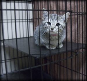 At the two-month mark of the contest, the humane society had seen a 48% increase in its adoptions.