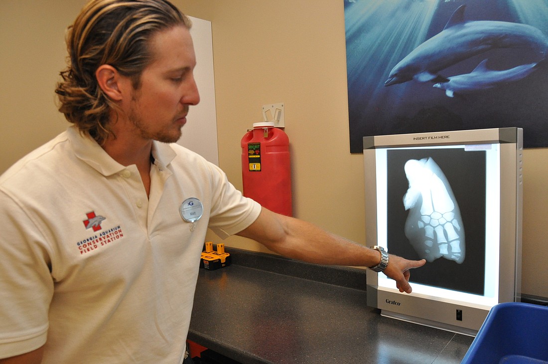 Matthew Denny displays an X-ray of the dorsal fin of a dolphin in the lab at the Georgia Aquarium Conservation Field Station. SHANNA FORTIER