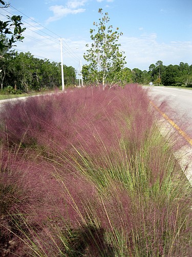 This rugged grass is a must have for a low-maintenance garden.