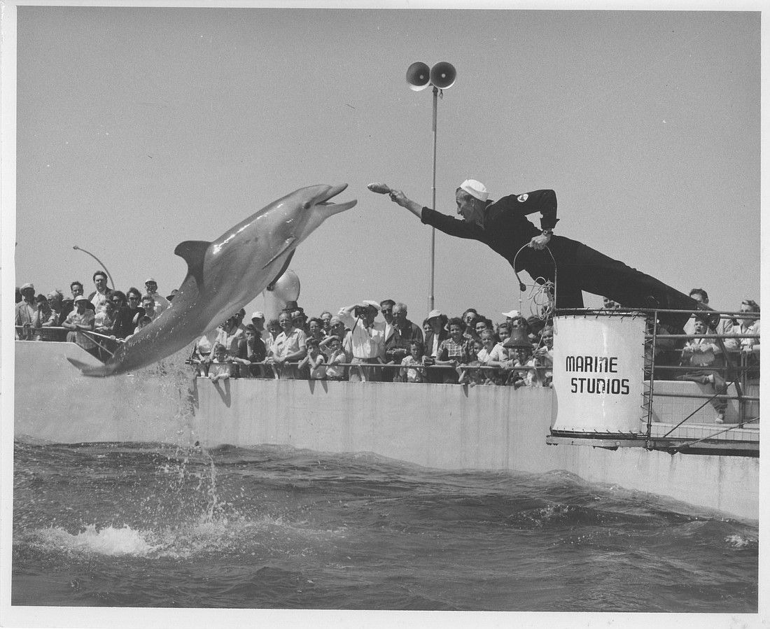 In the 1940s, Marine StudiosÃ¢â‚¬â„¢ presentations for guests evolved from simple dolphin feedings into complex animal behaviors.