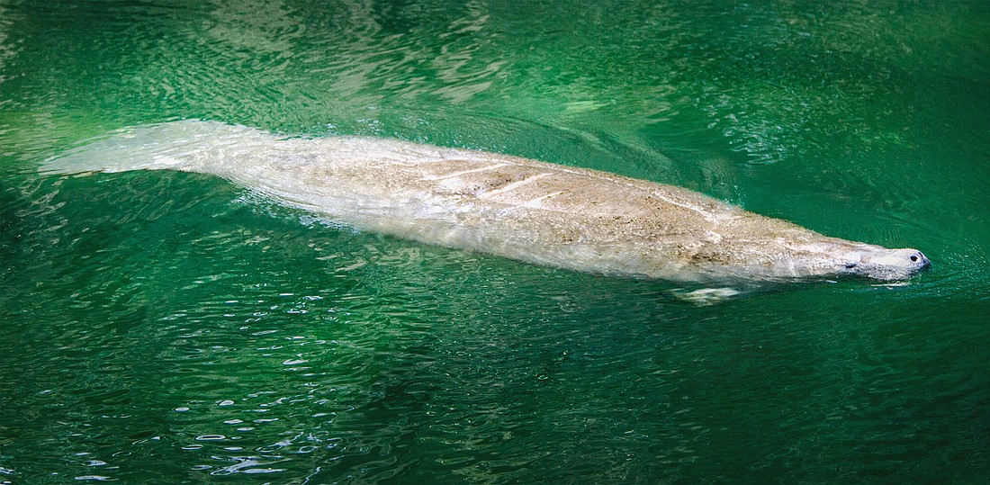 For his opening, Bob Carlsen will feature twelve recently taken photographs of manatees in Blue Springs.