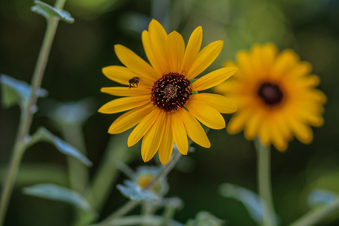Ormond photographer captures images of local flowers Observer Local