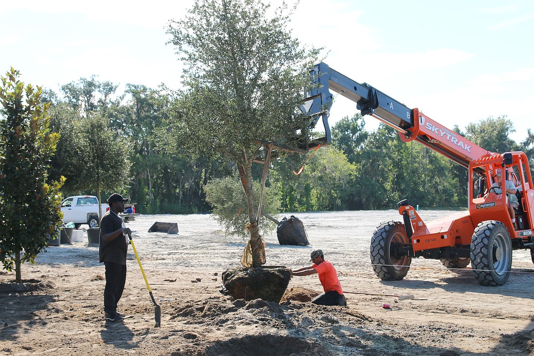 Workers begin planting trees along Granada Pointe's greenbelt on Friday, Sept. 14. Photo by Jarleene Almenas