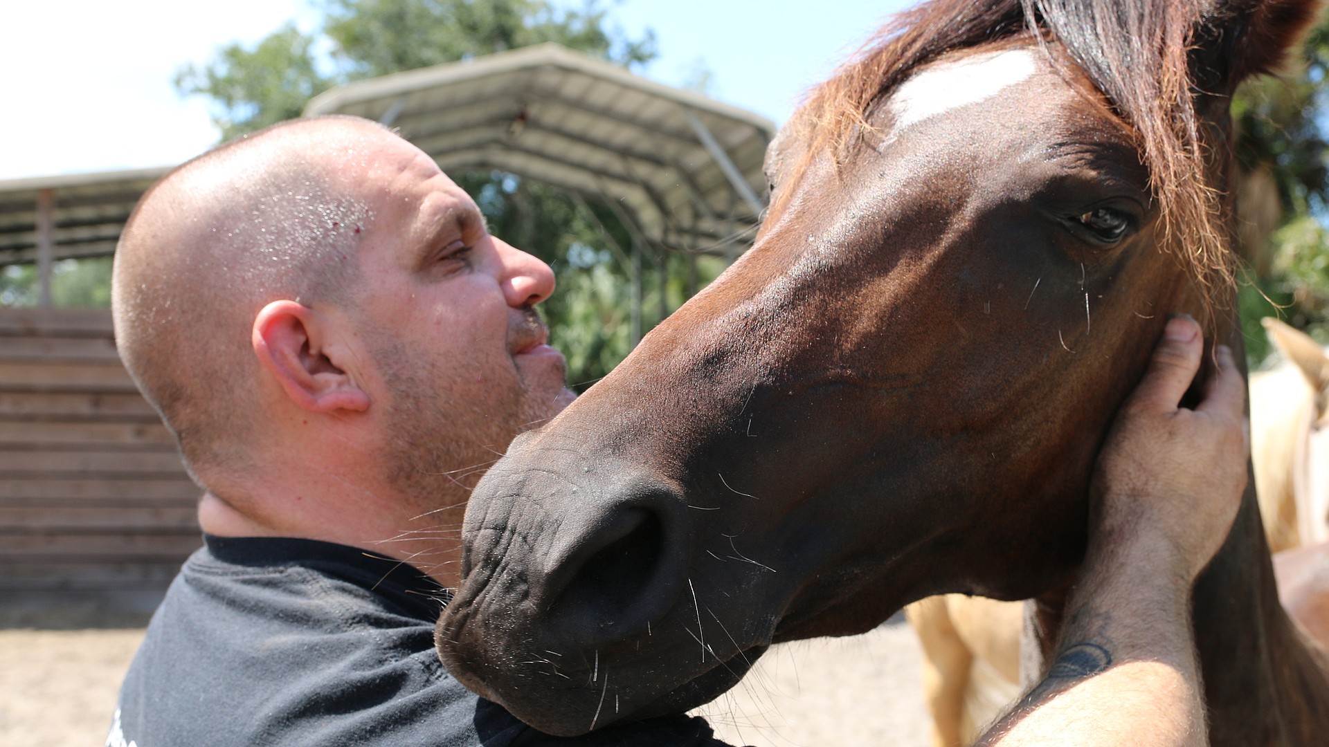 Ormond Beachbased horse rescue dedicated to saving community's horses