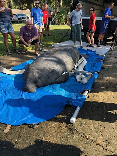 Volusia County Environmental, Beach Safety, SeaWorld and the FWC released a manatee back into the Tomoka River on Friday, Oct. 12. Courtesy photo