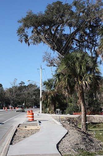 The canopy of a 43-inch live oak tree leans over power lines at Granada Pointe. Developers warned it could damage the planned traffic signal in a storm but the Planning Board decided it should remain. Photo by Wayne Grant