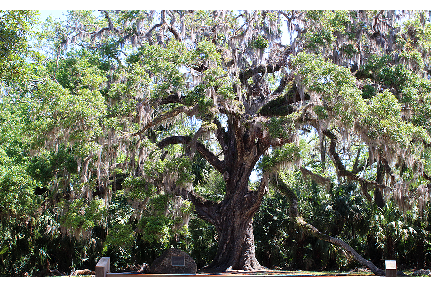 The Fairchild Oak. File photo by Jacque Estes