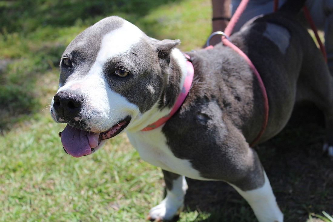 Danika is a Dolly's Dream Dog, meaning her adoption fee has been waived. Photo courtesy of the Halifax Humane Society