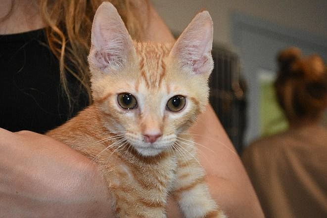 Dorito has been with the Halifax Humane Society since June 3. Photo courtesy of Joleen Skerk
