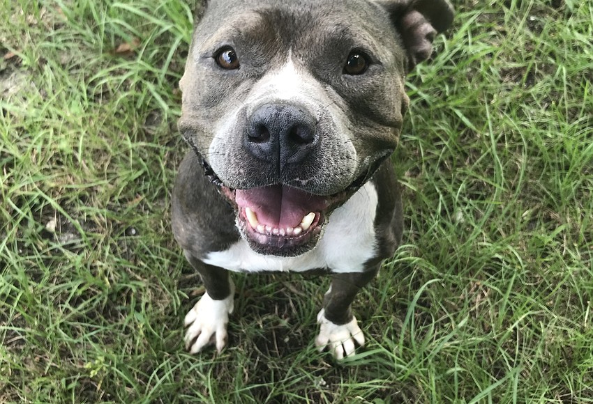 Photos: Halifax Humane Society's Adoptable Pets of the Week for Aug. 8 ...