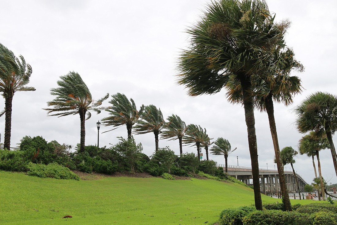 Palm fronds wave in the wind at Fortunato Park in Ormond Beach on Wednesday after Dorian continued up the coast. Photo by Jarleene Almenas