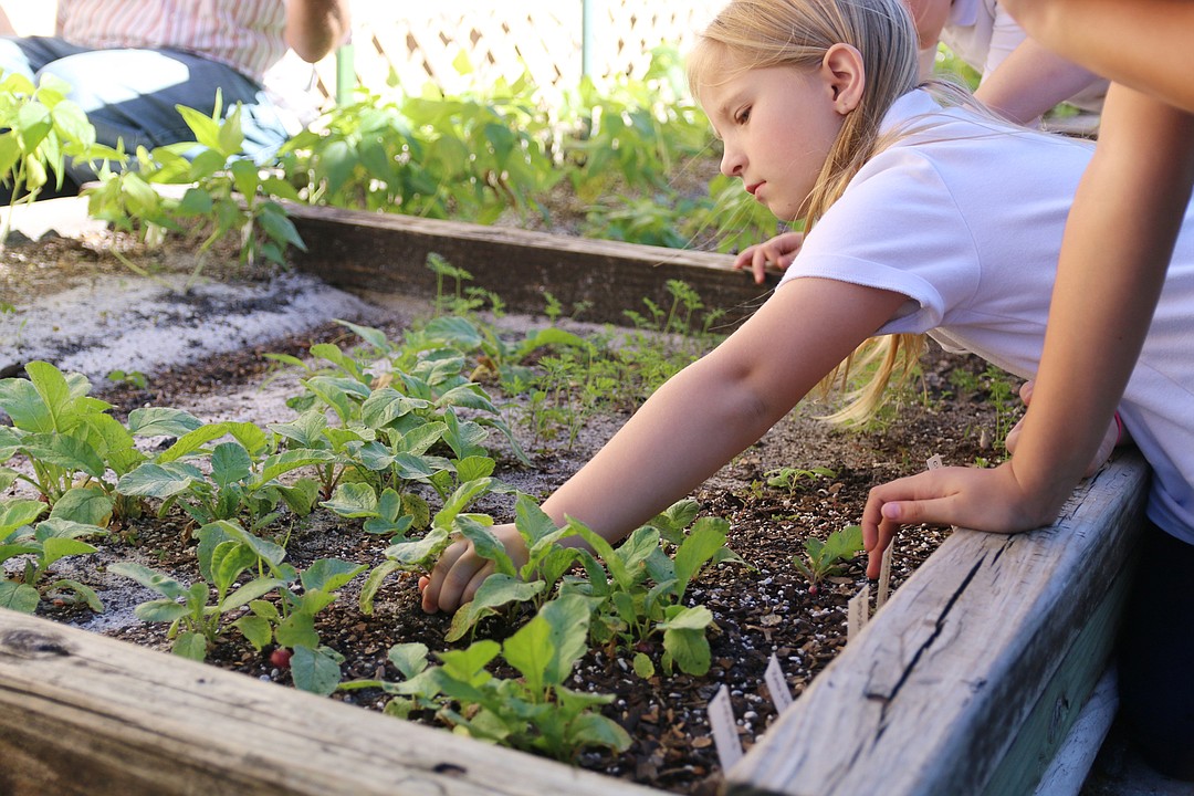Horticulturists of tomorrow Ormond Beach Elementary cultivates interest in fruits, vegetables