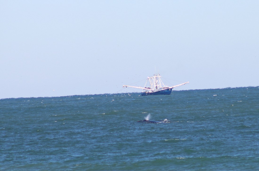 A right whale surfaces near Flagler Beach on Jan. 6. Photo by Jarleene Almenas