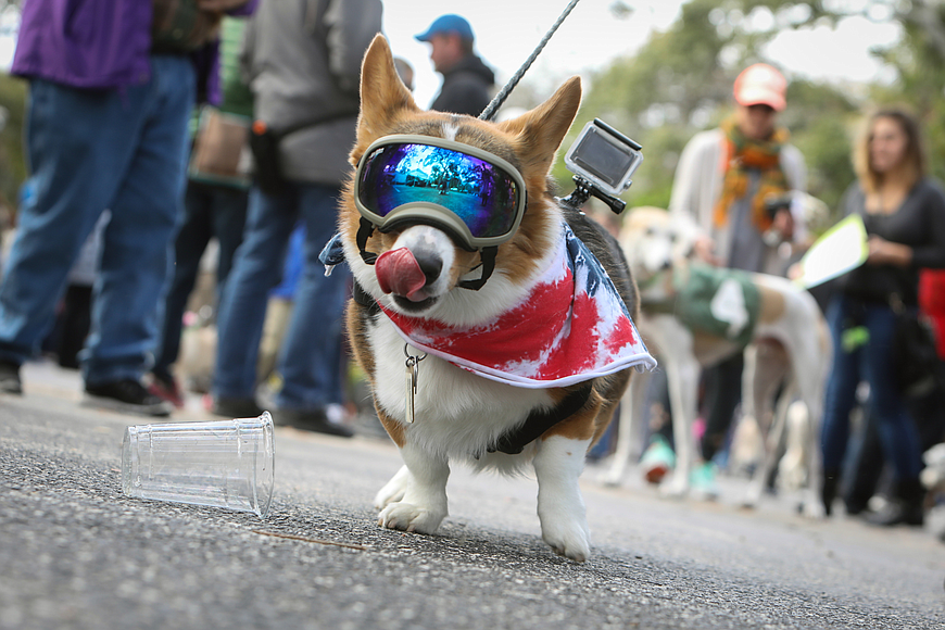 Meet Sir Archer Fuzzy Butt, a Pembroke Welsh Corgi who is the face of this year's Dogapalooza. File photo by Anthony Boccio