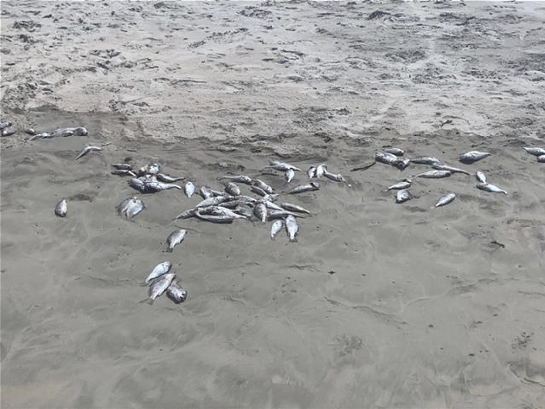 Dead fish near the Makai Beach Lodge in Ormond Beach. Courtesy photo