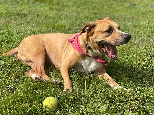 Doris is a relaxed low-maintenance dog looking for a calm and patient home. Courtesy photo