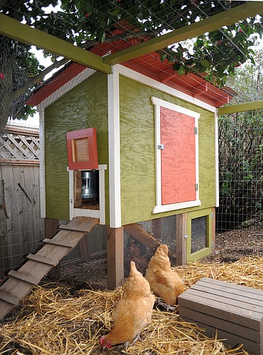 Volusia County is hosting a virtual class on how to get started raising your own chickens. Photo courtesy of Wikimedia Commons/Our Chicken Coop