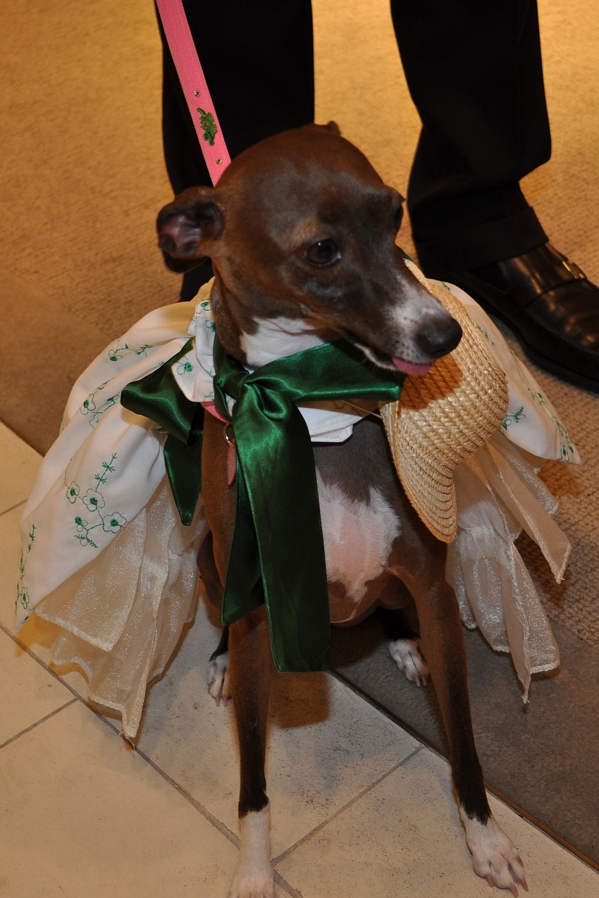 Cricket (Alan and Stephanie Taylor)