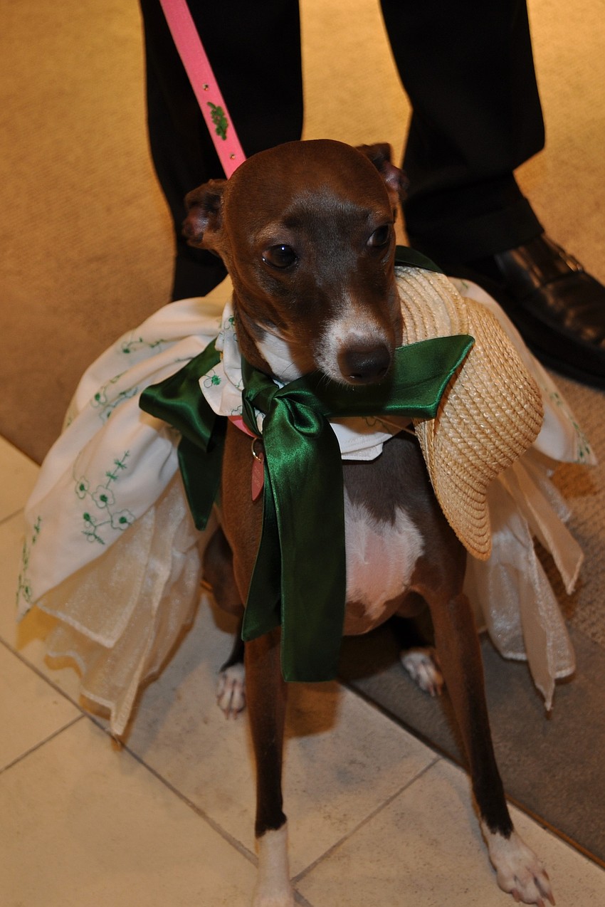 Cricket (Alan and Stephanie Taylor)