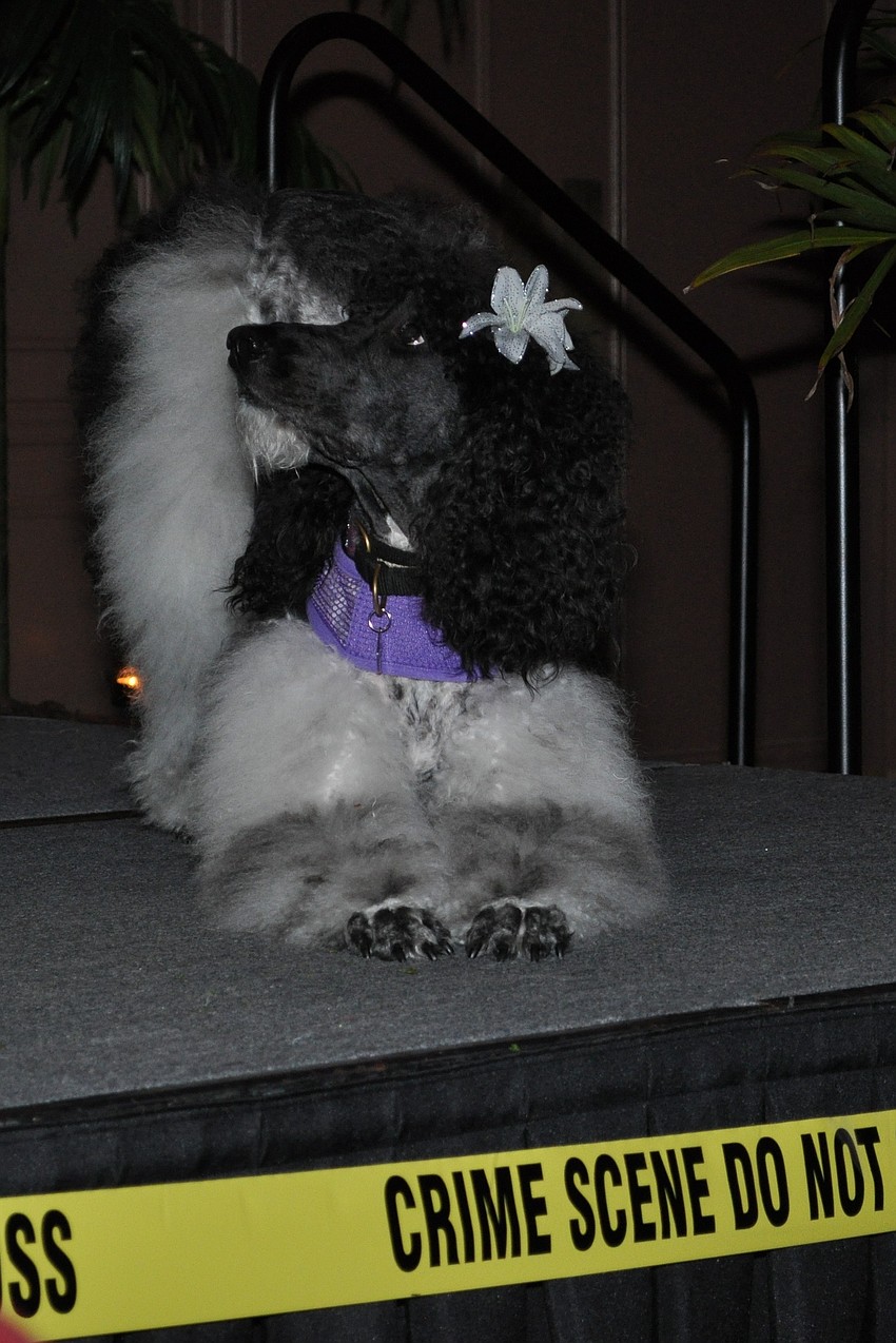 Humanitarian of the Year Murder Mystery - the heroine, Tango