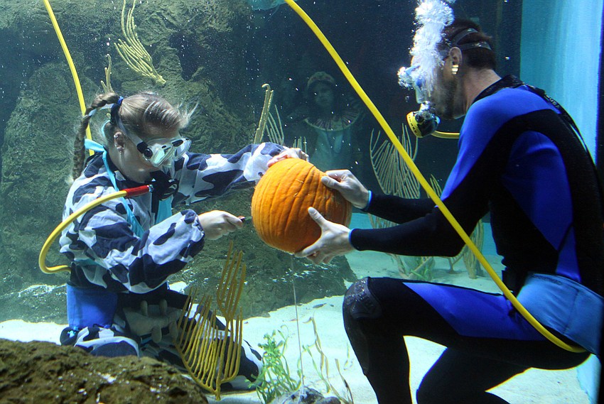 Mote aquarists carve pumpkins in one of the shark tanks.