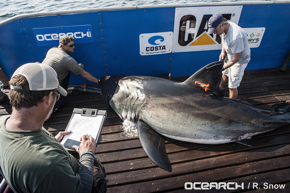 Katharine (Photo courtesy of OCEARCH.org)