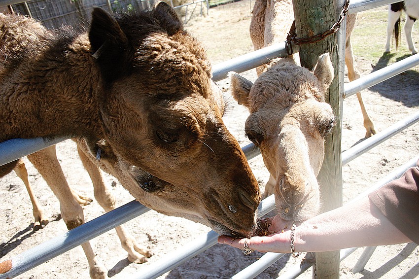 Kay Rosaire says she will train these camels to give rides.
