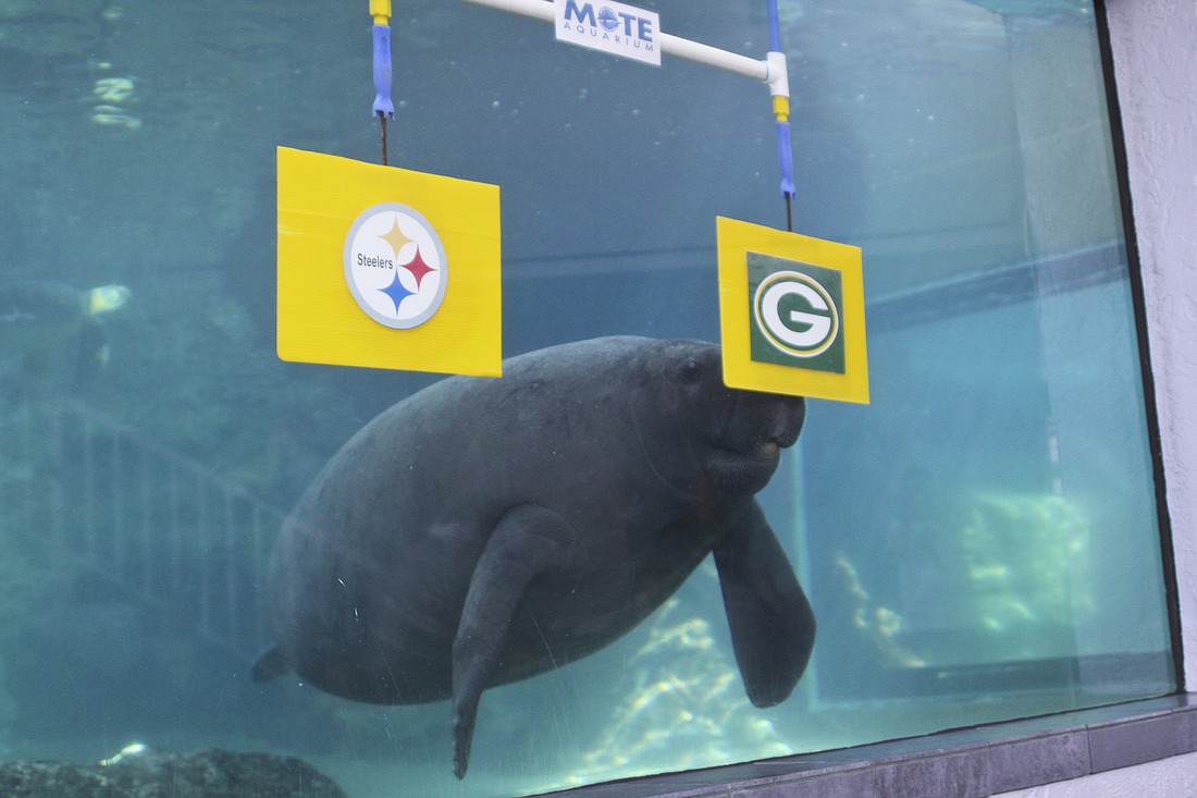 Buffett chose the Packers to win this year. Photo courtesy of Mote Marine Laboratory.