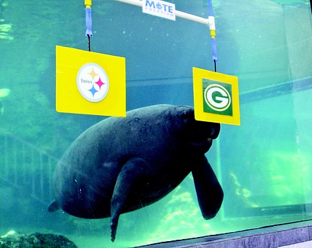 Mote Marine manatees make Super Bowl LVI prediction