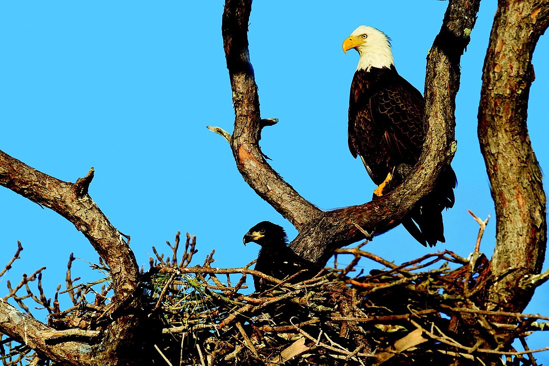 On Sunday, Feb. 13, Dr. Lou Newman captured this shot of an adult bald eagle with one of two chicks in the nest located mid-Key at Bayport Beach & Tennis Club.