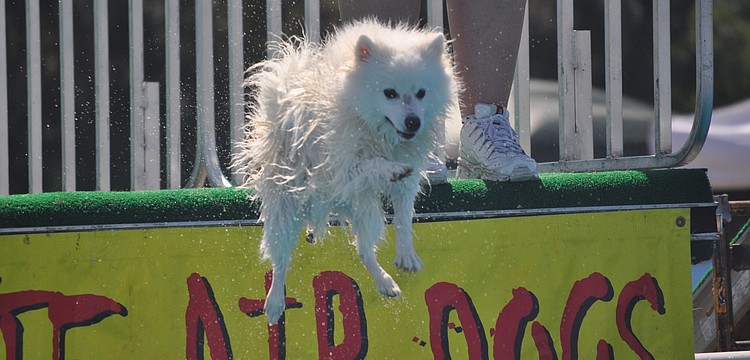 Flash soars through the air to fetch a toy from the pool.