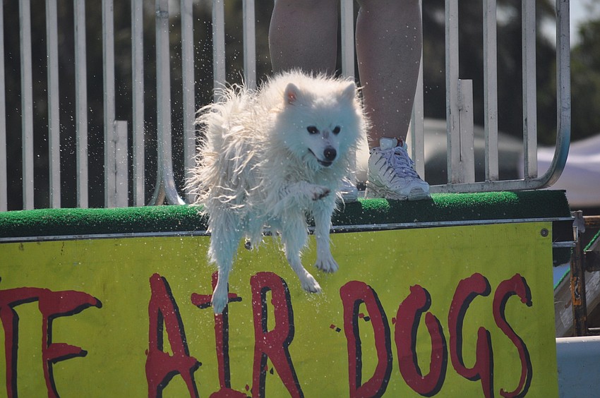 Flash soars through the air to fetch a toy from the pool.