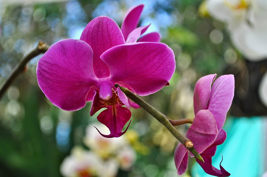 Orchids bloomed all over the gardens and were also available for purchase.