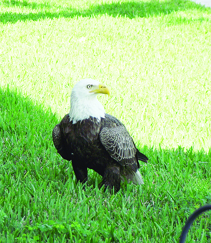 Longboat Harbour resident Christina Filkins captured this bald eagle standing just a few feet away from her condominium.