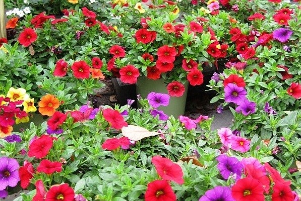 Add colorful annuals like petunias to brighten your gardens. COURTESY PHOTO