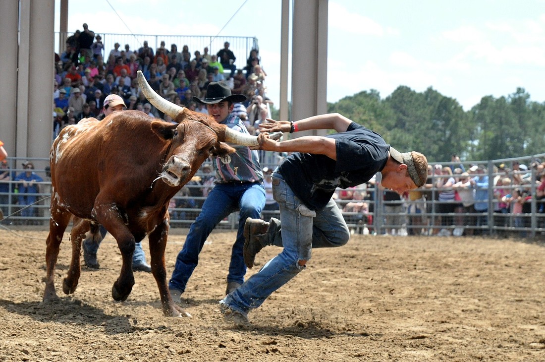 Lane and Austin Cody work together to tame a steer during the steer saddlin' competition. Their four-man team won their heat in the contest.