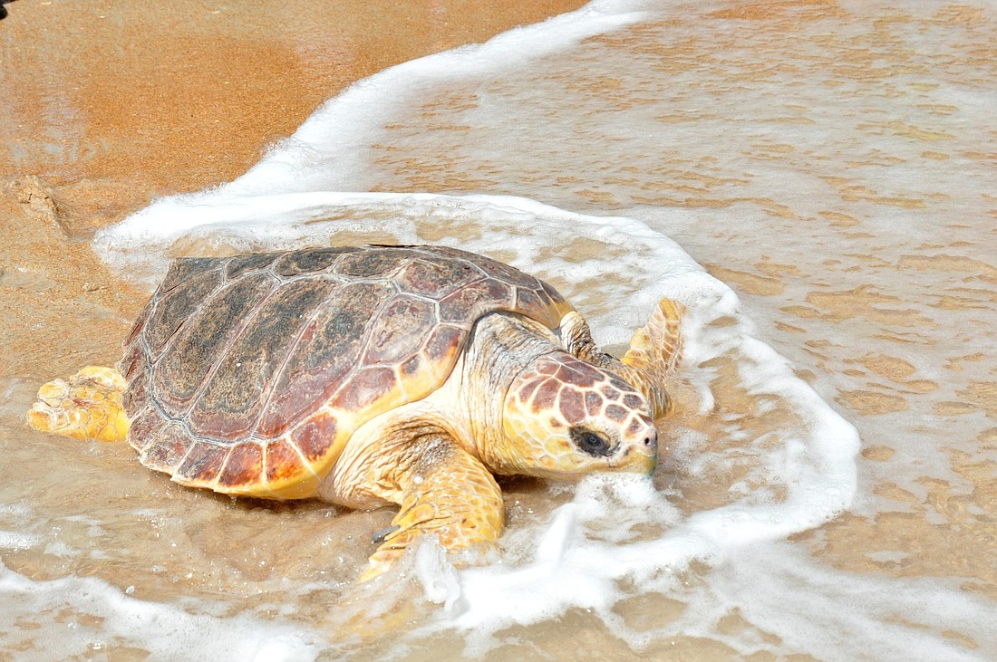Trey, a teenage loggerhead sea turtle, was released back to the ocean at Turtle Fest after four months of rehab at SeaWorld.