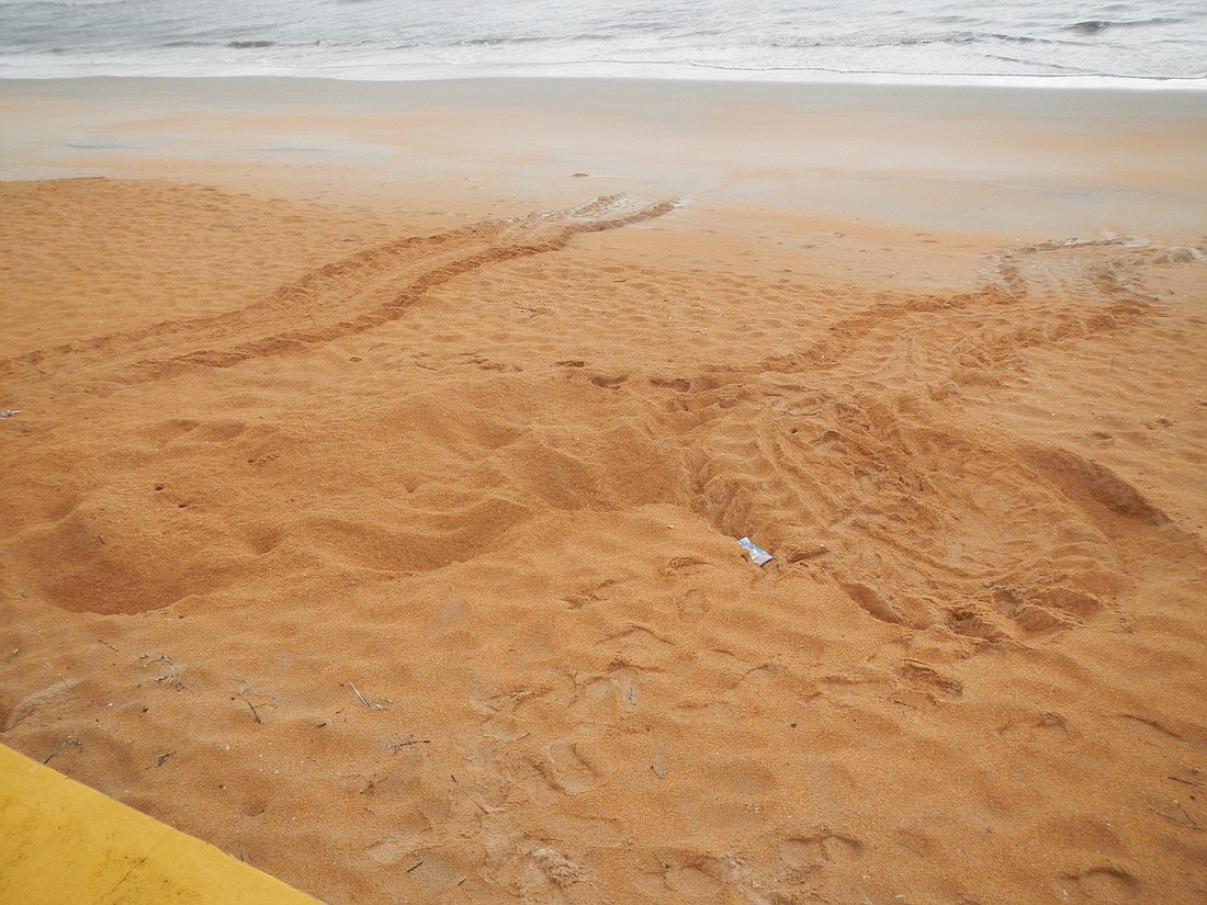 Leatherbacks make a circular pattern as they crown on the beach.